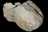 Unprepared Hadrosaur (Edmontosaur) Femur End #120059-1